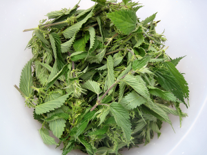 1. Pick some nice young nettle tops – just the top four leaf sets – using gardening gloves. Get a carrier bag’s worth for this 6-litre recipe.