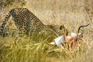 Cheetah brothers feeding