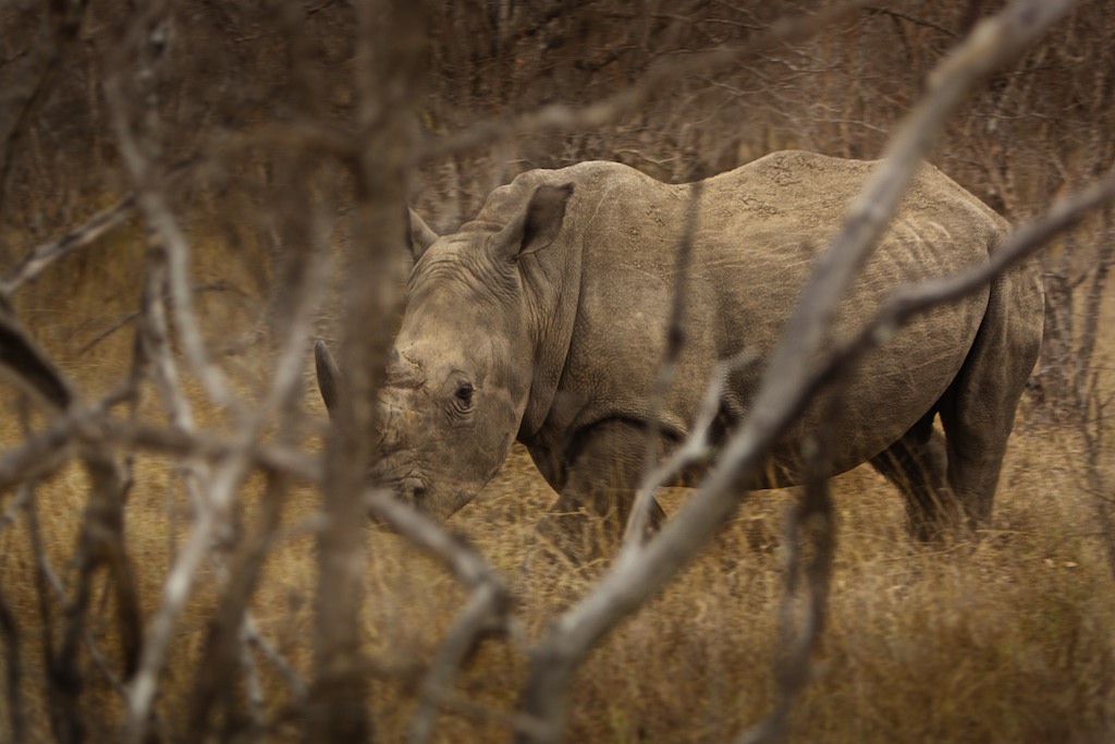 The White Rhino - found at last!
