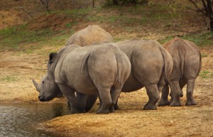 Rhino at water hole
